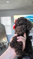 Fluffy, a female Poodle - Toy  and Poodle - Standard  for sale in Phoenix, AZ – 5 of 5