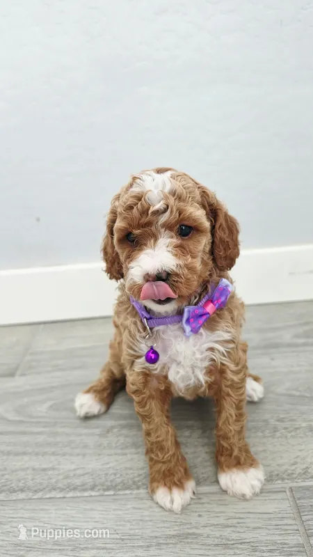 Daisy – Poodle - Toy , Miniature Goldendoodle puppy for sale in Phoenix, AZ