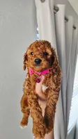 Maple, a female Poodle - Miniature  and Miniature Goldendoodle for sale in Phoenix, AZ – 4 of 4