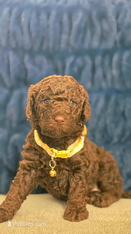 Fluffy – Poodle - Miniature , Poodle - Standard  puppy for sale in Phoenix, AZ
