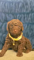 Fluffy, a female Poodle - Miniature  and Poodle - Standard  for sale in Phoenix, AZ – Photo 1 of 4