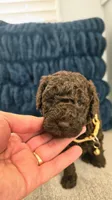 Fluffy, a female Poodle - Miniature  and Poodle - Standard  for sale in Phoenix, AZ – Photo 3 of 4