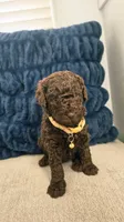 Fluffy, a female Poodle - Miniature  and Poodle - Standard  for sale in Phoenix, AZ – Photo 4 of 4