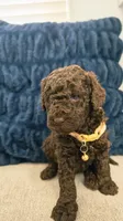 Fluffy, a female Poodle - Miniature  and Poodle - Standard  for sale in Phoenix, AZ – Photo 2 of 4