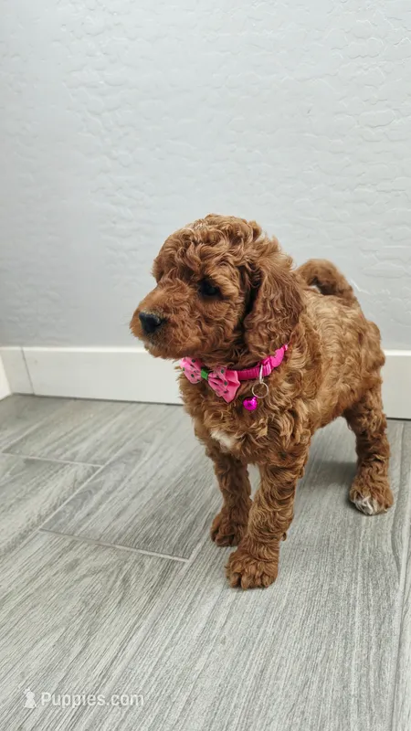 Maple – Poodle - Miniature , Miniature Goldendoodle puppy for sale in Phoenix, AZ