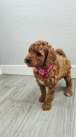 Maple, a female Poodle - Miniature  and Miniature Goldendoodle for sale in Phoenix, AZ – 1 of 4