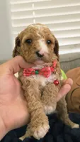 Daisy, a female Poodle - Toy  and Miniature Goldendoodle for sale in Phoenix, AZ – 3 of 4