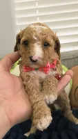 Daisy, a female Poodle - Toy  and Miniature Goldendoodle for sale in Phoenix, AZ – 2 of 4