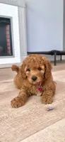 Maple, a female Goldendoodle and Miniature Goldendoodle for sale in Phoenix, AZ – 7 of 7