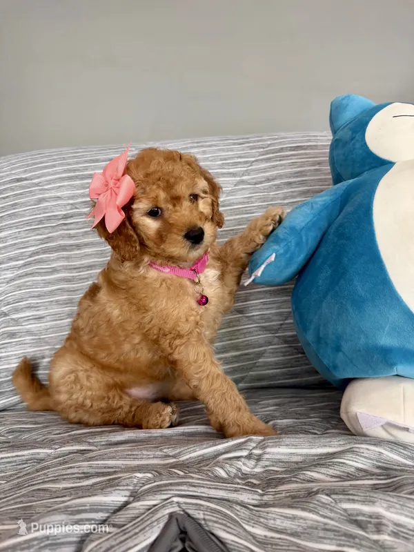 Peanut – Goldendoodle, Miniature Goldendoodle puppy for sale in Phoenix, AZ