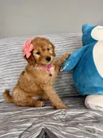 Peanut, a female Goldendoodle and Miniature Goldendoodle for sale in Phoenix, AZ – 1 of 5
