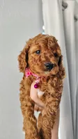 Maple, a female Poodle - Miniature  and Miniature Goldendoodle for sale in Phoenix, AZ – 3 of 4
