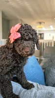Fluffy, a female Poodle - Toy  and Poodle - Standard  for sale in Phoenix, AZ – 3 of 5