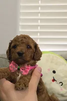 Maple, a female Poodle - Miniature  and Miniature Goldendoodle for sale in Phoenix, AZ – 5 of 5