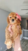 Peanut, a female Poodle - Miniature  and Miniature Goldendoodle for sale in Phoenix, AZ – 1 of 5