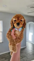 Peanut, a female Poodle - Miniature  and Miniature Goldendoodle for sale in Phoenix, AZ – 4 of 5