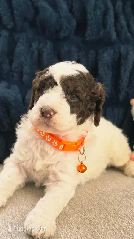 Bella – Poodle - Miniature , Poodle - Standard  puppy for sale in Phoenix, AZ