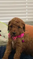 Maple, a female Poodle - Miniature  and Miniature Goldendoodle for sale in Phoenix, AZ – 4 of 5