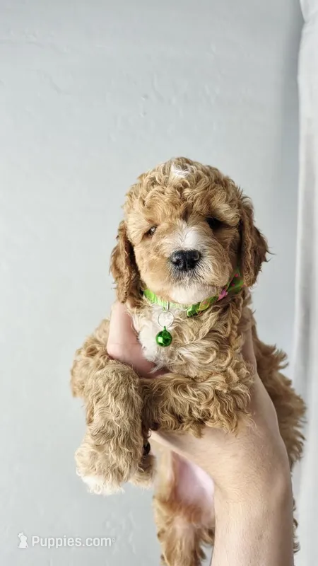 Milo – Poodle - Miniature , Miniature Goldendoodle puppy for sale in Phoenix, AZ