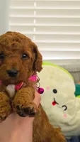 Maple, a female Poodle - Miniature  and Miniature Goldendoodle for sale in Phoenix, AZ – 3 of 5