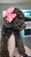 Fluffy, a female Poodle - Toy  and Poodle - Standard  for sale in Phoenix, AZ – 2 of 5