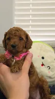 Maple, a female Poodle - Miniature  and Miniature Goldendoodle for sale in Phoenix, AZ – 2 of 5