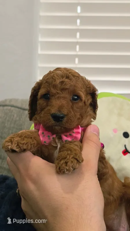 Maple – Poodle - Miniature , Miniature Goldendoodle puppy for sale in Phoenix, AZ