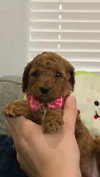 Maple, a female Poodle - Miniature  and Miniature Goldendoodle for sale in Phoenix, AZ – 1 of 5