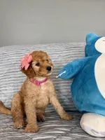 Peanut, a female Goldendoodle and Miniature Goldendoodle for sale in Phoenix, AZ – 4 of 5