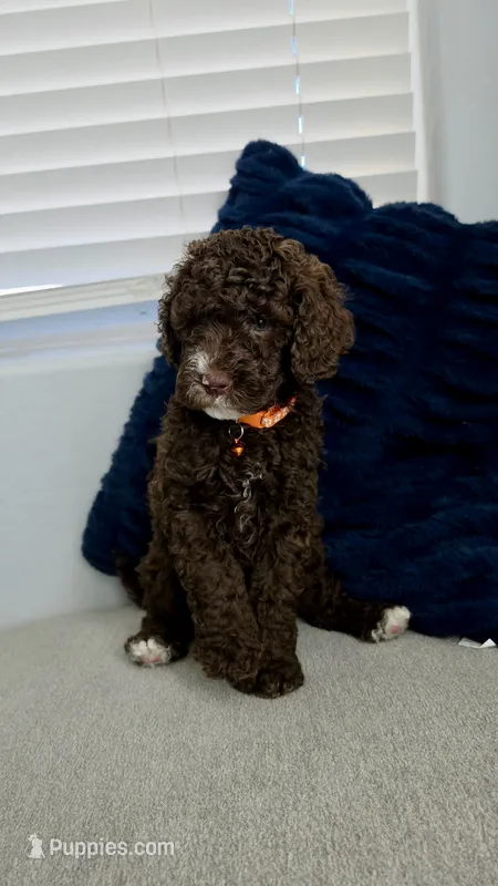 Teddy – Poodle - Miniature , Poodle - Standard  puppy for sale in Phoenix, AZ