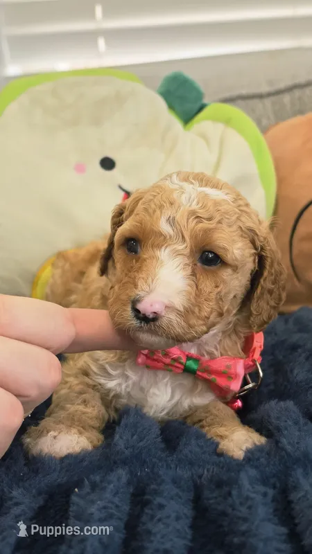 Daisy – Poodle - Toy , Miniature Goldendoodle puppy for sale in Phoenix, AZ