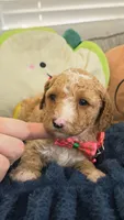 Daisy, a female Poodle - Toy  and Miniature Goldendoodle for sale in Phoenix, AZ – 1 of 4