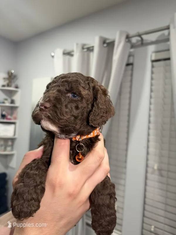 Teddy – Poodle - Miniature , Poodle - Standard  puppy for sale in Phoenix, AZ