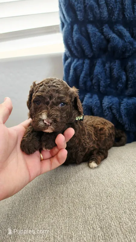Teddy – Poodle - Miniature , Poodle - Standard  puppy for sale in Phoenix, AZ