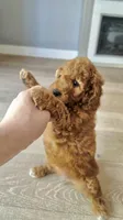 Maple, a female Goldendoodle and Miniature Goldendoodle for sale in Phoenix, AZ – 2 of 7