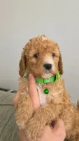 Milo, a male Poodle - Miniature  and Miniature Goldendoodle for sale in Phoenix, AZ – 3 of 4