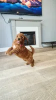 Maple, a female Goldendoodle and Miniature Goldendoodle for sale in Phoenix, AZ – 6 of 7