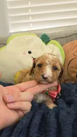 Daisy, a female Poodle - Toy  and Miniature Goldendoodle for sale in Phoenix, AZ – 4 of 4