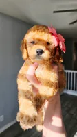 Peanut, a female Poodle - Miniature  and Miniature Goldendoodle for sale in Phoenix, AZ – 2 of 5