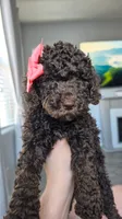 Fluffy, a female Poodle - Toy  and Poodle - Standard  for sale in Phoenix, AZ – 4 of 5