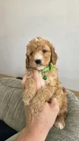 Milo, a male Poodle - Miniature  and Miniature Goldendoodle for sale in Phoenix, AZ – 2 of 4