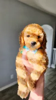 Peanut, a female Poodle - Miniature  and Miniature Goldendoodle for sale in Phoenix, AZ – 3 of 5