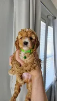 Milo, a male Poodle - Miniature  and Miniature Goldendoodle for sale in Phoenix, AZ – 4 of 4