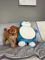Peanut, a female Goldendoodle and Miniature Goldendoodle for sale in Phoenix, AZ – 3 of 5