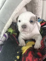 Amarris Ice, a male American Bully for sale in Pulaski, NY – 10 of 10