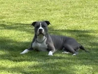 Sassa Makaria, a female American Bully for sale in Pulaski, NY – 3 of 10