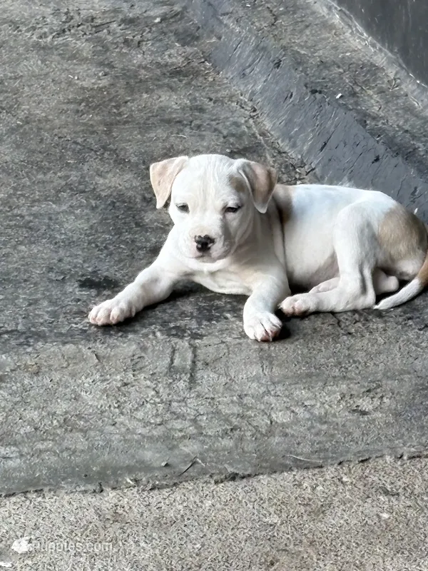 Maleece LeMaster – American Bully puppy for sale in Pulaski, NY