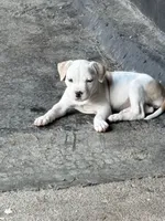 Maleece LeMaster, a female American Bully for sale in Liverpool, NY – 3 of 10