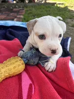 Maleece LeMaster, a male American Bully for sale in Pulaski, NY – 4 of 8