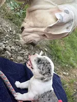 Nala Nation, a female American Bully for sale in Pulaski, NY – 9 of 10
